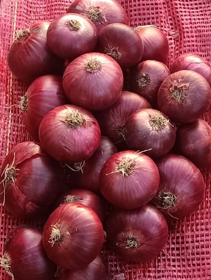 Oignon rouge égyptien