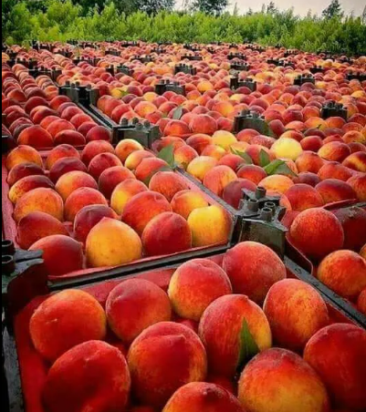 Peach ( Florida - Desert - Sugary ) 14:18 pieces per carton2.5 KG Carton 5 KG per Carton or as the clients requirements