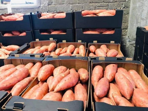 Patates douces 150 jusqu'à 700 grammes par pièce (chair blanche - chair orange) carton de 6 kg ou selon les exigences des clients