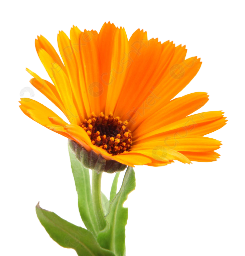 Huile de Calendula biologique (en vrac)