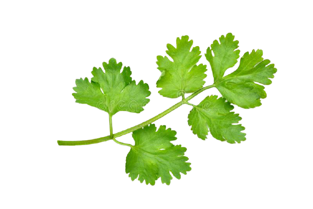 Coriander Leaf Oil (Bulk)