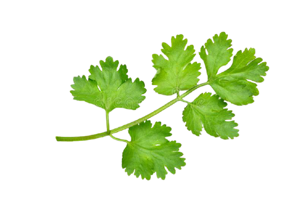 Huile de feuille de coriandre (en vrac) 