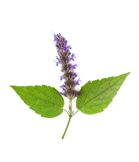 Huile de patchouli (en vrac) 