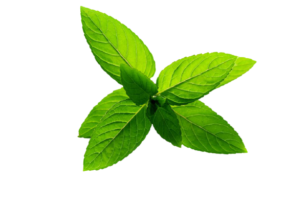 Dry Peppermint  (Bulk) - Ton