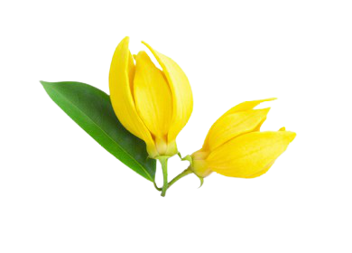 Huile d'Ylang Ylang (en vrac) 