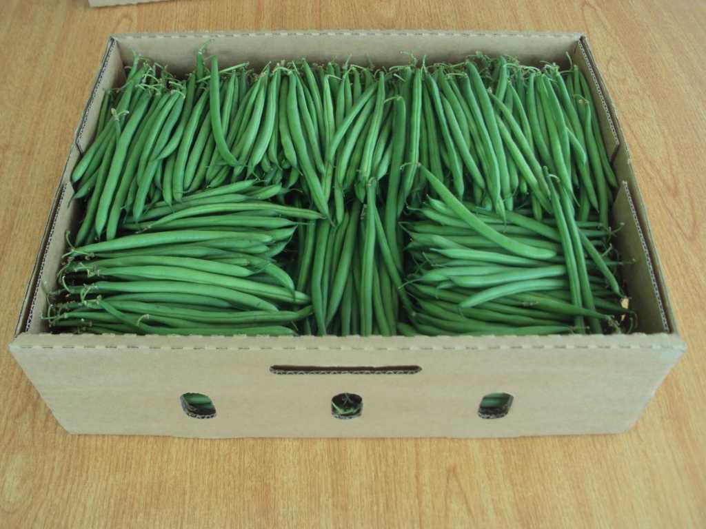 Fresh Green Beans Natural Green ( 7: 11 cm ) 4: 5kg per Carton or as the clients requirements