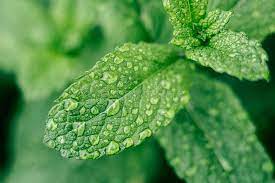 Menthe poivrée biologique (tonne) 