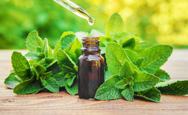 Peppermint Oil (1 Litter)