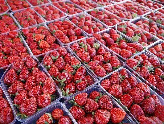 Fresh Strawberry ( Festival - Fortuna - Camarosa ) 15 mm to 27 mm5 KG Carton or as the clients requirements