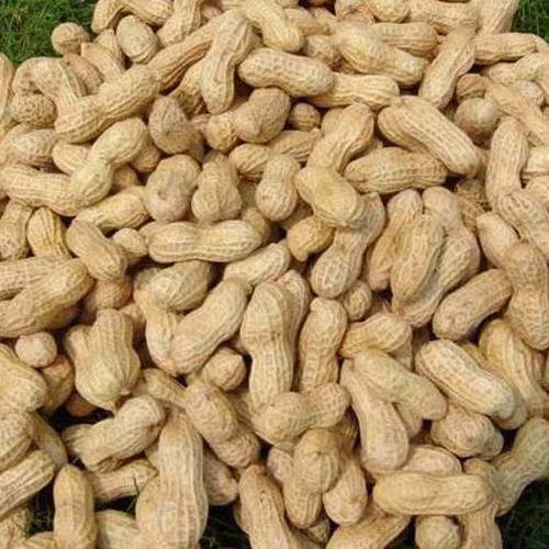 Peanuts in Shell (Wholesale)