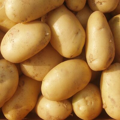 Pommes de terre fraîches : Aspunta -Mondia - Hermes - Lady Rozetta - Kara Sac en filet de 6 KG Sac en filet de 10 KG Sac en filet de 25 KG